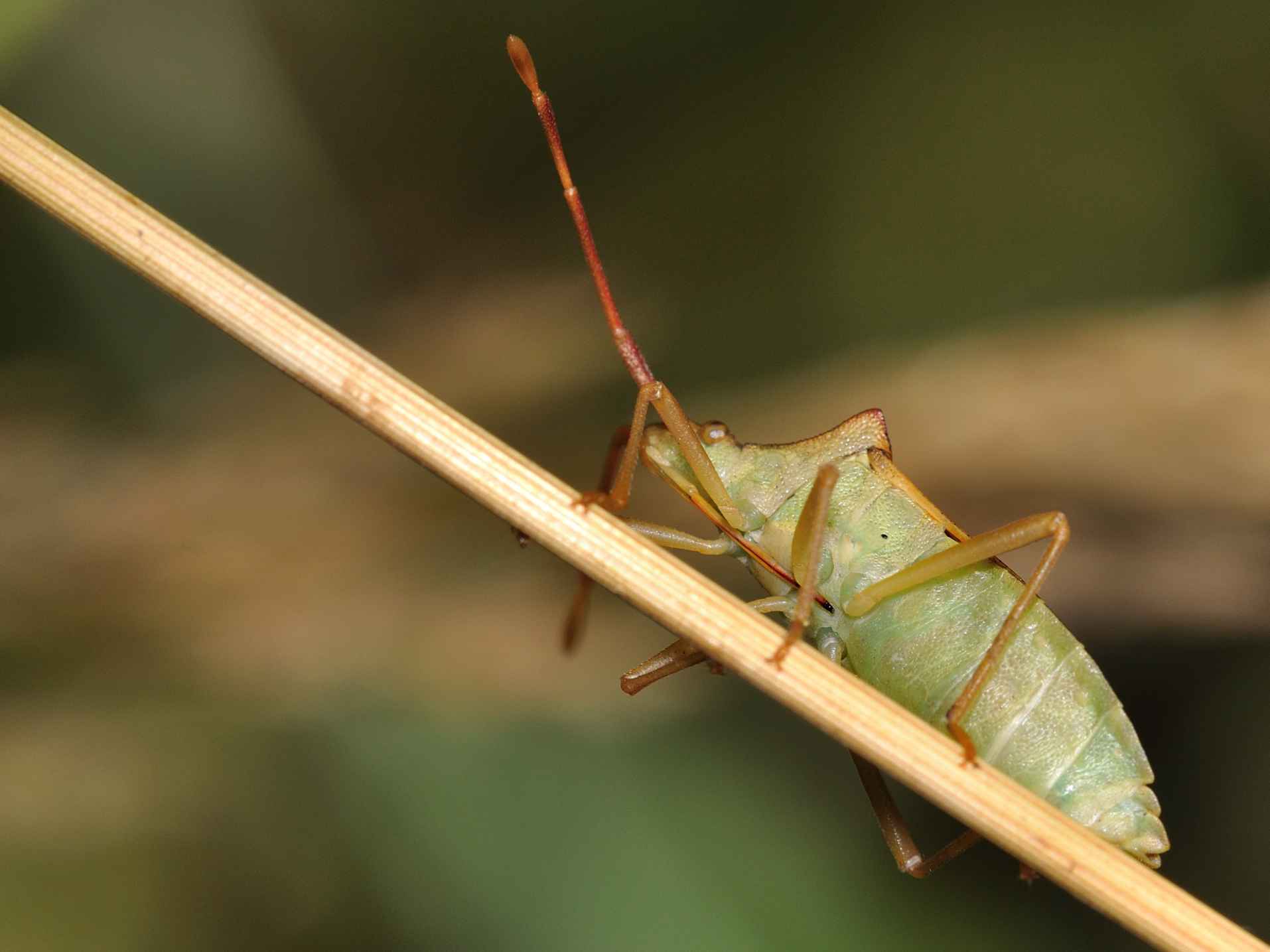 Coreida: Gonocerus acuteangulatus dell''Abruzzo (AQ)